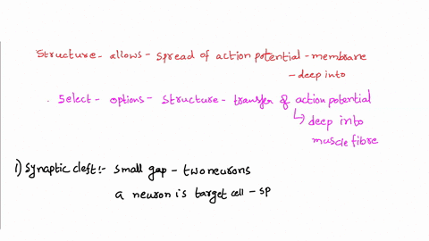 which-structure-allows-the-action-potential-to-spread-over-muscle-fiber-membrane-to-the-deep-into-the-muscle-fiber-your-answer-synaptic-cleft-sarcoplasmic-reticulum-sarcolemna-transverse-t-t-79976
