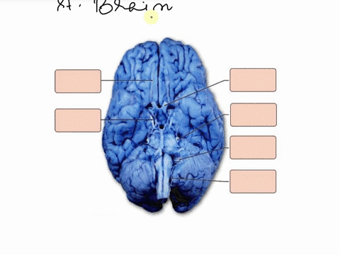 olfactory-tract-accessory-nerve-trigeminal-nerve-optic-nerve-vagus-nerve-trochlear-nerve-95321