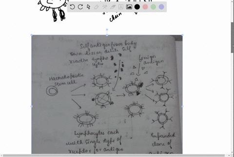 compare-and-contrast-burnets-clonal-selection-theory-and-ehrlichs-side-chain-theory-what-is-the-crucial-difference-between-the-two-drawings-welcome-12015