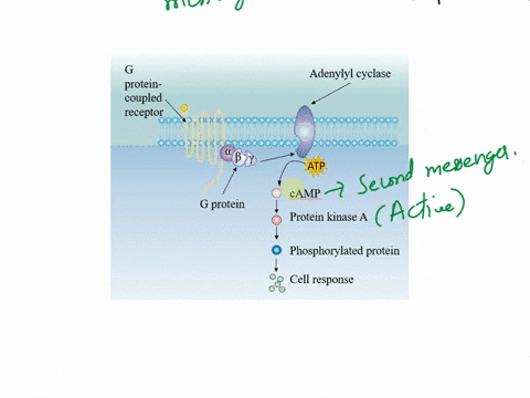how-does-the-production-of-camp-amplify-the-g-protein-coupled-receptor-response-within-the-cell-a-camp-activates-the-g-protein-coupled-receptor-b-camp-activates-many-molecules-of-protein-kin-71247