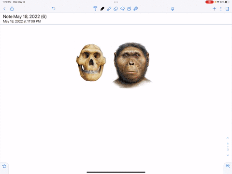 question-3-0-1-pts-which-of-the-following-hominins-lived-from-20-15-million-years-agohad-large-molars-and-sagittal-crest-made-for-chewing-as-well-as-large-features-such-as-heavy-brow-ridge-a-74194