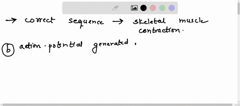 which-of-the-following-is-the-correct-sequence-involved-in-skeletal-muscle-contraction-select-one-a-actin-and-myosin-filament-cross-bridging-action-potential-is-generated-ca2-released-from-s-91492