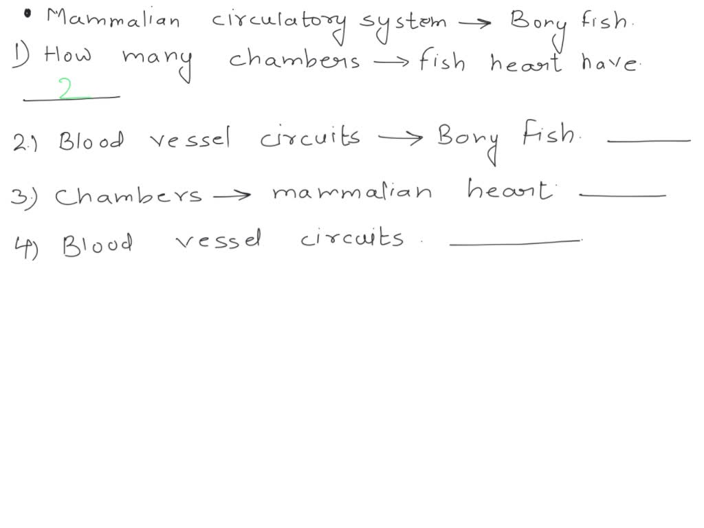 SOLVED First; let's compare the mammalian circulatory system with that