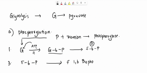 which-are-the-phosphorylation-reactions-glycolysis-which-are-the-reactions-involving-direct-substrate-phosphorylation-t0-generate-atp-85798
