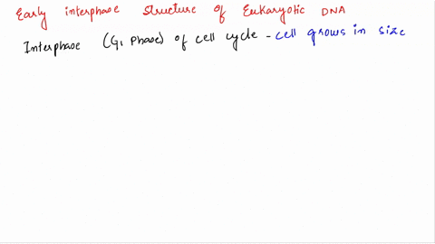 question-36-during-early-interphase-the-structure-of-a-eukaryotic-dna-chromosome-is-single-continuous-linear-double-helix-double-helix-undergoing-semiconservative-replication-double-helix-un-83544