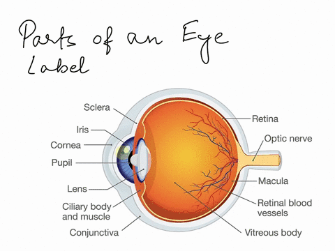 label-the-parts-of-the-eye-cornea-iris-retina-pupil-lens-optic-nerve-29433