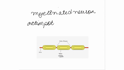 question-6-1-point-saltatory-conduction-is-conduction-of-impulses-across-electrical-synapses-an-action-potential-that-skips-the-axon-hillock-in-moving-from-the-dendritic-region-to-the-axon-t-29192