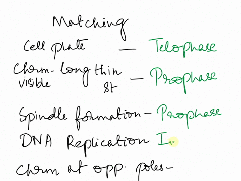 please-match-each-event-to-the-phase-in-which-it-occurs-you-may-use-a-phase-more-than-once-cell-plate-forms-chromosomes-first-become-visible-as-long-thin-strands-spindle-fibers-form-dna-repl-18802