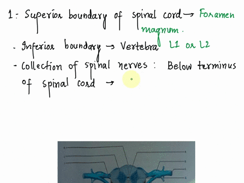 review-sheet-spinal-cord-and-spinal-nerves-lab-timedate-anatomy-of-the-spinal-cord-1-complete-the-following-statements-by-inserting-the-proper-anato-the-superior-boundary-of-the-spinal-cord-29916