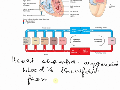 the-heart-chamber-that-receives-oxygenated-blood-from-lungs-is-called-left-atrium-right-atrium-right-ventricle-septum-left-ventricle-47303