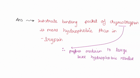 which-statement-is-true-regarding-serine-proteases-select-one-achymotrypsin-is-synthesized-as-active-enzyme-bsubstrate-binding-pocket-of-chymotrypsin-is-more-hydrophobic-than-in-trypsin-ther-18146