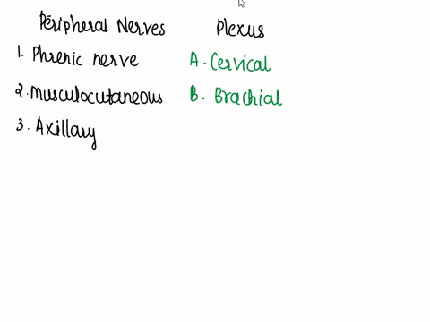 question-16-match-the-peripheral-nerves-with-the-plexus-that-they-originate-from-phrenic-nerve-a-cervical-plexus-musculocutaneous-nerve-b-brachial-plexus-axillary-nerve-c-coccygeal-plexus-ra-54189