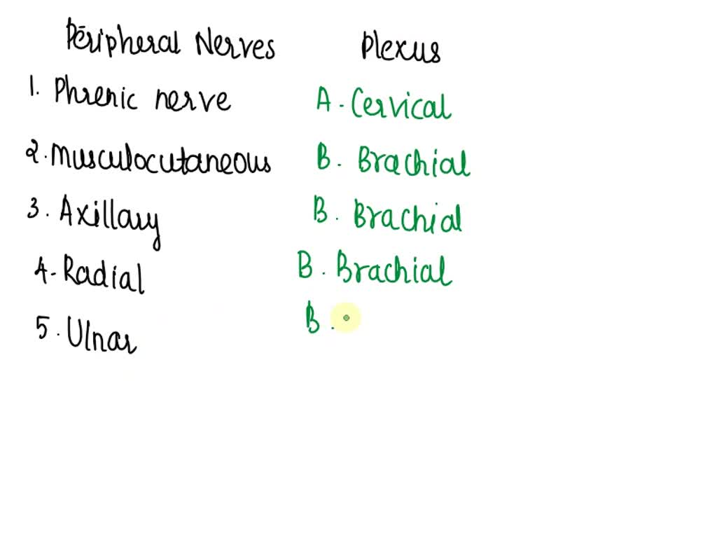 SOLVED: QUESTION 16 Match The Peripheral Nerves With The Plexus That ...