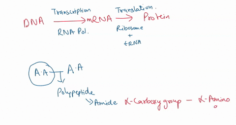 in-protein-synthesis-which-of-the-following-occur-aall-of-these-bamino-acids-are-initially-bonded-to-specific-trna-molecules-cthe-sequence-of-amino-acids-is-determined-by-the-condon-sequence-06132