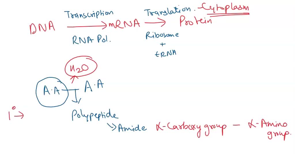 SOLVED: In protein synthesis, which of the following occur? a)all of ...