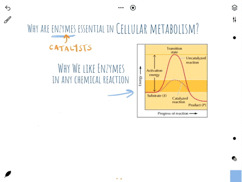 why-is-the-catalytic-activity-of-enzymes-essential-to-ensure-and-regulate-cellular-metabolism-11635