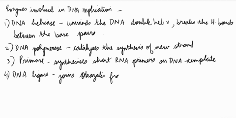 draw-and-label-the-process-of-dna-replication-in-addition-know-all-the-enzymes-and-the-function-of-each-i-would-appreciate-the-help-15745