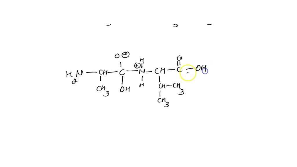 SOLVED The peptide backbone forms a semirigid polymer of amino acids linked by peptide bonds