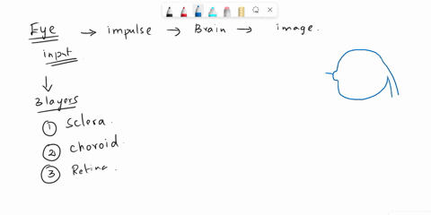 name-the-three-layers-of-the-eye-wall-and-describe-the-functions-of-each-layer-30486