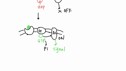 question-11-g-protein-coupled-receptors-are-inactivated-by-hydrolyzing-gtp-binding-to-gtp-binding-to-adp-hydrolyzing-atp-question-12-adenylyl-cyclase-is-involved-in-many-signal-transduction-88496