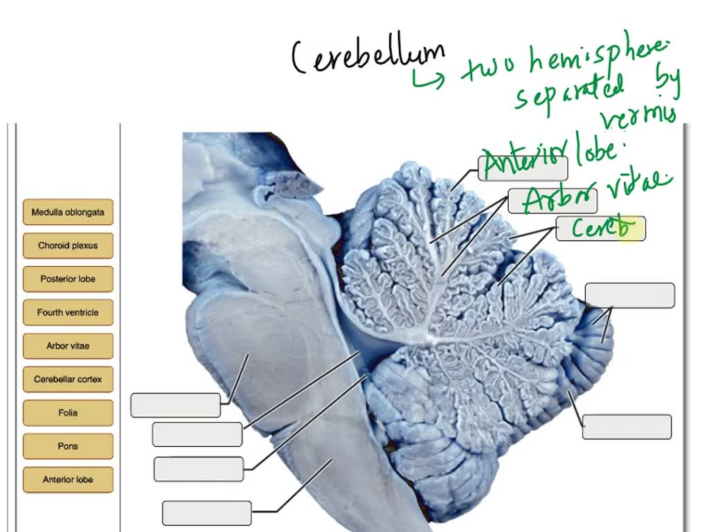 Art labeling activity figure 1216a part a drag the