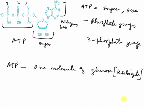 question-27-1-point-atp-is-composed-of-a-nitrogenous-base-sugar-and-one-phosphate-group-o-two-phosphate-groups-three-phosphate-groups-four-phosphate-groups-question-28-1-point-saved-cycle-pe-27015
