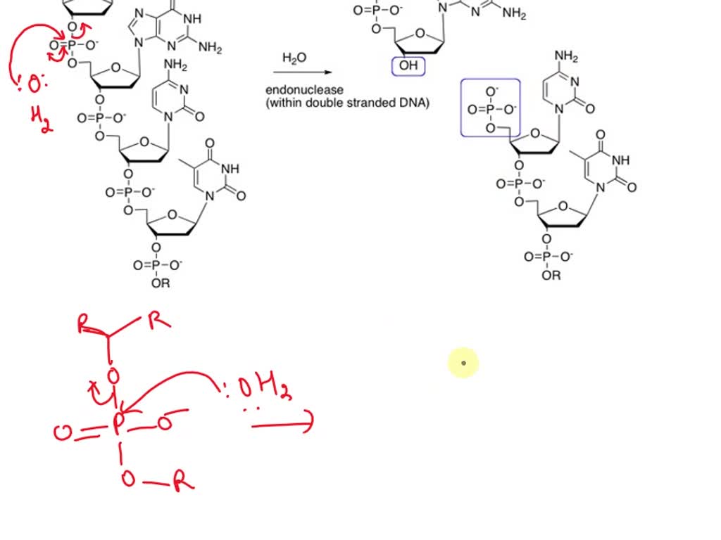 SOLVED Write Out The Mechanism Of Hydrolysis Of Phosphodiester Bond To 