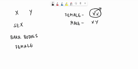 how-many-barr-bodies-would-you-expect-to-see-in-cells-taken-from-an-individual-with-xxx-sex-chromosomes-group-of-answer-choices-1-but-its-a-y-chromosome-not-an-x-chromosome-that-becomes-a-ba-53469