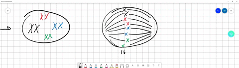a-cell-has-8-chromosomes-in-g1-of-interphase-draw-a-picture-of-this-cell-with-its-chromosomes-at-the-following-stages-indicate-how-many-dna-molecules-are-present-at-each-stage-a-metaphase-of-40749