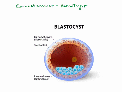 after-several-cycles-of-cell-division-a-fertilized-cell-develops-into-a-hollow-ball-of-cells-called-an-2-points-a-amnion-b-blastocyst-c-fetus-d-follicle-78345