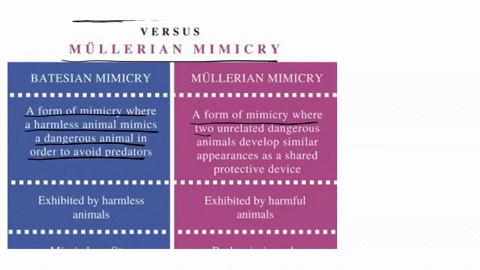 what-is-the-difference-between-mullerian-mimicry-and-batesian-mimicry-what-is-the-effect-of-each-species-on-the-other-in-both-cases-90062