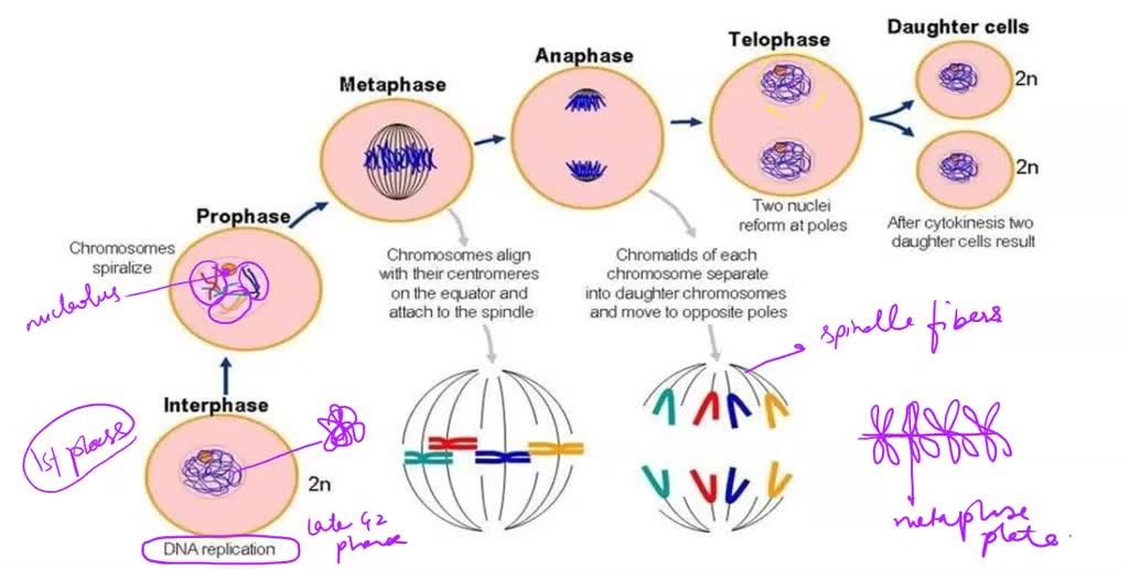 SOLVED: QUESTION 9 Identify the appropriate phase of the cell cycle for ...