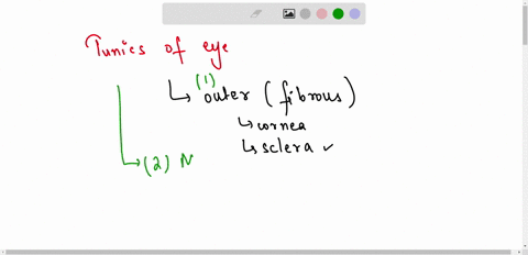 describe-the-tunics-layers-of-the-eye-how-is-rhodopsin-made-23034