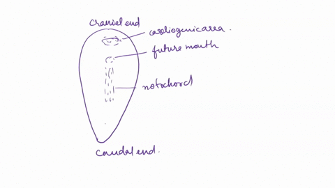 what-section-of-the-neural-tube-forms-the-forebrain-midbrain-hindbrain-what-section-of-the-neural-tube-fore-mid-or-hindbrain-forms-the-prosencephalon-mesencephalon-rhombencephalon-telencepha-25005