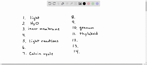 14-label-the-diagram-below-to-summarize-the-two-stages-of-photosynthesis_-use-the-word-bank-below-the-diagram-to-fill-in-the-blanks-thylakoids-granum-stroma-light-reactions-calvin-cycle-coz-60047