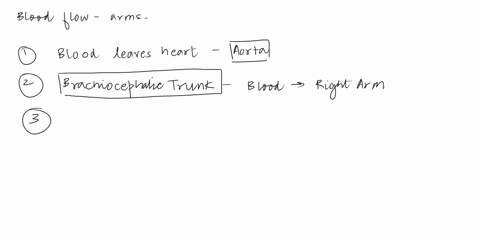ill-in-the-blanks-with-the-appropriate-artery-namethen-place-the-sentences-in-order-to-trace-a-drop-of-blood-from-the-heart-to-the-left-humb-ulnar-a-first-brachial-a-third-radial-a-common-ca-01864