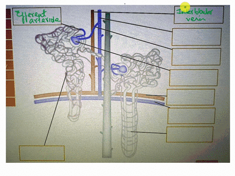 identify-the-vessels-in-the-diagram-9pts-afferent-arteriole-arcuate-artery-arcuate-vein-efferent-arteriole-glomerulus-interlobular-artery-interlobularvein-peritubular-capillaries-vasarecta-88308