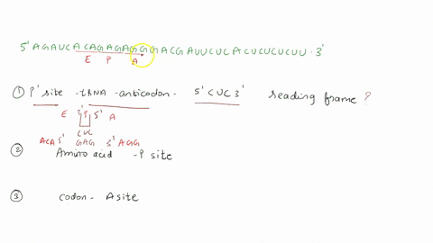 use-the-following-mrna-sequence-to-answer-the-questions-that-follow-use-the-genetic-code-in-the-lecture-powerpoints-or-your-textbook-5-agaucacagagggacgauucucacucucucuu-the-above-mrna-sequenc-70155