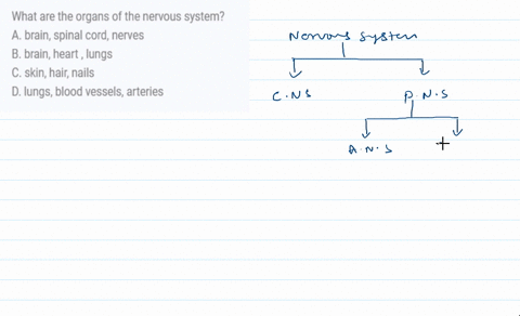 what-are-the-organs-of-the-nervous-system-a-brain-spinal-cord-nerves-b-brain-heart-lungs-c-skin-hair-nails-d-lungs-blood-vessels-arteries-63875