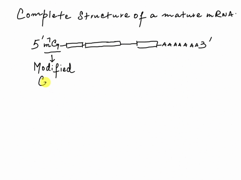 5-cap-polya-tail-3_-5-mg-p-p-p-_-aaaaaaaaaaaaaaaaa-3-5-untranslated-coding-region-3-untranslated-region-region-identify-the-structure-in-the-diagram-above-explain_-72501