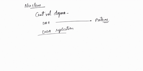 how-is-the-nucleus-involved-in-protein-synthesis-80561