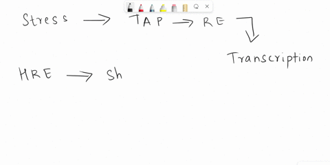 steroid-hormone-response-elements-hres-are-___________-which-when-bound-to-dimerized-receptor-hormone-complex-alter-gene-expression-at-the-level-of-_______________-sequences-in-dna-transcrip-75233
