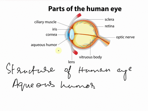 3-0-what-iris-tnsry-vitreous-secretes-question-body-humor-the-78-aqueous-humor-06683