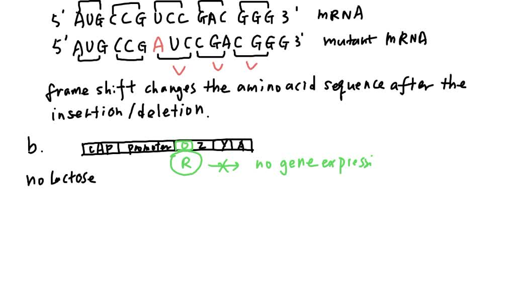 SOLVED An E. coli cell undergoes a frameshift mutation in the gene