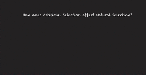 how-does-artificial-selection-affect-natural-selection