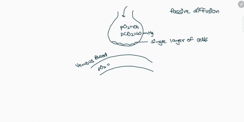 all-of-the-following-facilitate-gas-exchange-in-the-lungs-except-a-thin-alveolar-walls-b-multiple-2-57944