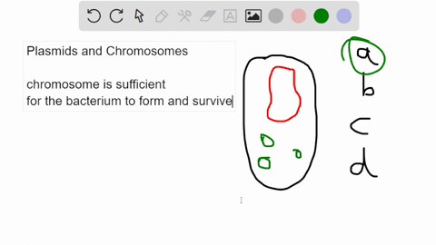 what-are-the-main-differences-and-similarities-between-bacterial-chromosomes-and-plasmids-select-all-that-apply-plasmids-and-bacterial-chromosomes-are-both-circular-plasmids-are-less-likely-78812