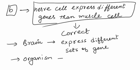 which-of-the-following-best-expresses-why-a-muscle-cell-is-different-from-a-nerve-cell-in-the-brain-a-the-muscle-cell-has-more-genes-than-the-nerve-cell-b-the-nerve-cell-expresses-different-17206