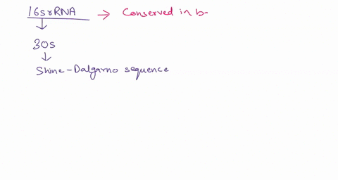 1-bacterial-phylogenies-have-been-built-by-using-16s-ribosomal-rna-sequences-a-what-is-the-function-of-the-16s-rrna-b-why-is-this-a-good-choice-for-determining-evolutionary-relationships-73847
