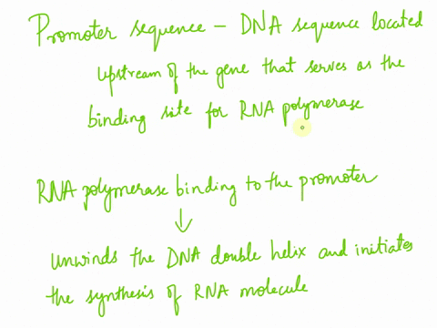 what-is-the-role-of-the-promoter-sequence-in-transcription-what-would-be-the-effect-if-there-was-a-mutation-in-the-promoter-so-that-it-no-longer-is-recognized-as-a-promoter-67516